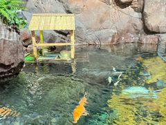 -上海海洋水族馆