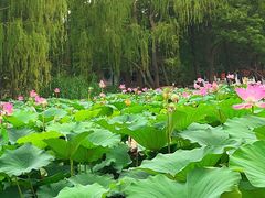 -莲池书院博物馆
