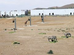 -新疆天山野生动物园