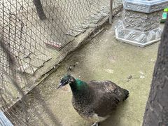 -罔极寺