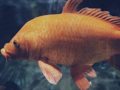 -上海海洋水族馆