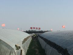 -庞各庄西瓜蔬菜采摘园·锦华瓜园