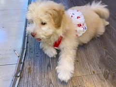 -博特宠物医院24h犬猫全科.骨科·异宠