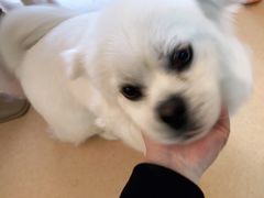 -小叮当动物医院·骨科·眼科