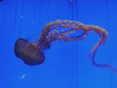 -上海海洋水族馆