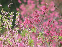 -深圳市中科院仙湖植物园