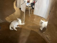 -猫猫幼稚园·撸猫·桌游·电玩