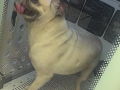 -FAELING PETS美天灵宠物(富力广场店)