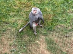 -西霞口神雕山野生动物世界