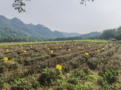 -中国茶叶博物馆(双峰馆区)