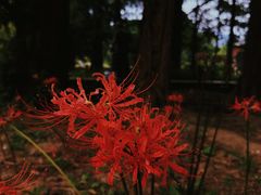 -国家植物园