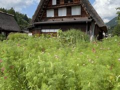 -白川乡与五箇山的合掌构造村落