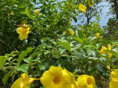 -广州白江湖森林公园