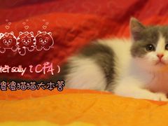 -Bastet sally猫舍购宠(静安店)