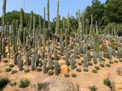 -深圳仙湖植物园