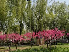 -莲花池公园