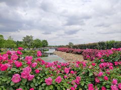 -上海辰山植物园