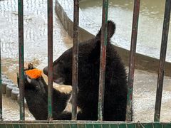 -栾川竹海野生动物园