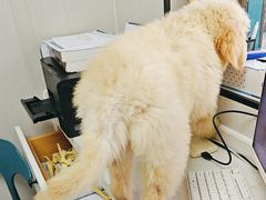 -东莞宠友24H宠物中心医院·转诊夜诊·异宠(新河北路院)