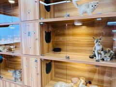 -猫十亿·布偶金渐层·曼基康矮脚猫舍(青年路店)