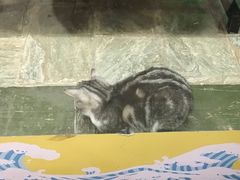 -猫咪博物馆(顶澳仔猫街店)