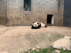 -都江堰中华大熊猫苑