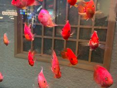 -菊上日式料理(蚌埠银泰店)