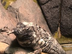 -上海大自然野生昆虫馆