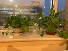 -金杏·粘卷子 烤鸭 农家菜