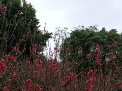 -桃花涧