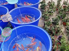 -中环花鸟鱼虫市场
