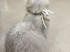 -共舞时光猫咖·狗咖(新街口店)