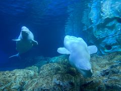 -珠海长隆海洋王国