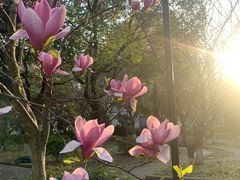 -中央公园(苏州工业园区)