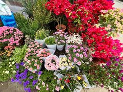 -龙大花卉苗木市场