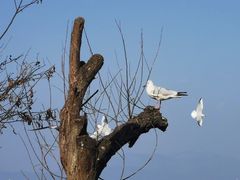 -捞渔河湿地公园