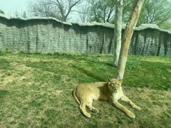 -北京野生动物园