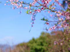 -金鸡山公园
