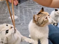 -猫色咖啡·猫咖