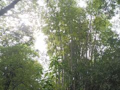 -紫马岭公园