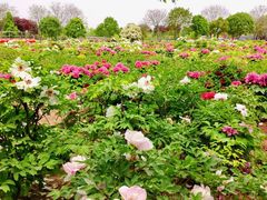 -曹州牡丹园