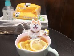 -逗柴咖啡屋·狗咖猫咖宠物桌游