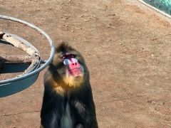 -西霞口神雕山野生动物世界