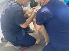 -爱侣宠医·鹦鹉专科·小型哺乳类·异宠专科(灵石路店)