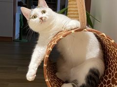 -芭比堂动物医院·犬猫全科·异宠专科(雁塔分院)