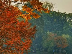 -上海共青森林公园