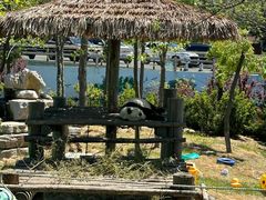 -西霞口神雕山野生动物世界