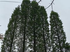 -三圣花乡旅游区