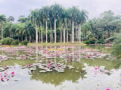 -中国科学院西双版纳热带植物园