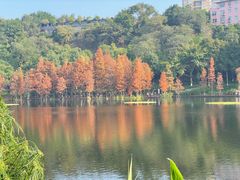 -重庆彩云湖湿地公园